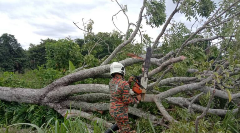 33 kes pokok tumbang dilaporkan di Sabah – JBPM