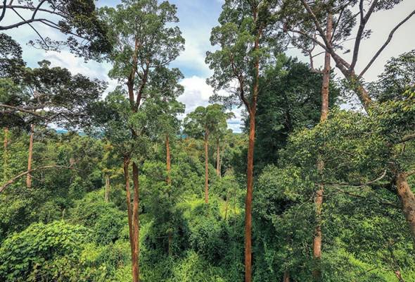 Jabatan Perhutanan Sabah nafi laporan mengenai aktiviti pembalakan haram