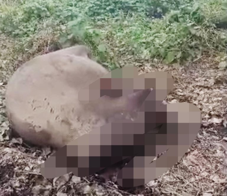 Gajah pygmy Borneo ditemui mati dipenggal, JHL diarah jalankan siasatan menyeluruh