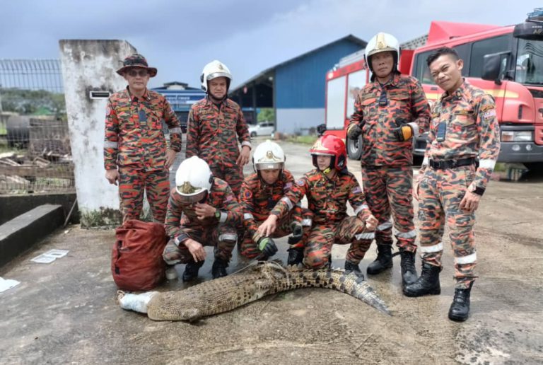 Bomba Sandakan tangkap buaya  dalam longkang