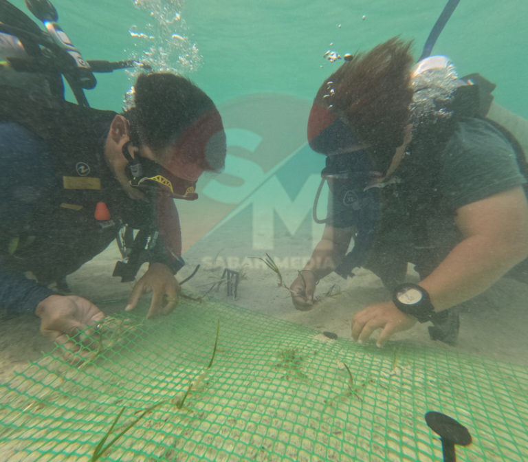 Penanaman Rumput Laut Perkukuh Ekosistem Marin