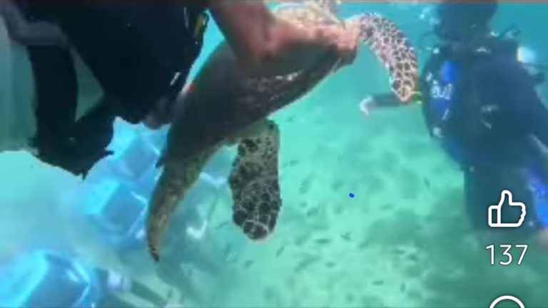 Lima individu dikenakan kompaun, ganggu penyu di Pulau Manukan