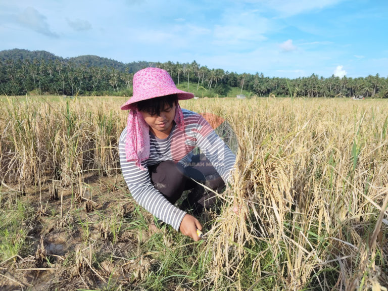 ‘Family time’ di sawah padi, kekal tanam padi guna kaedah tradisional