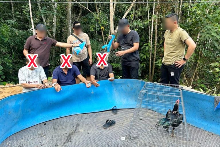 3 lelaki warga tempatan ditahan dalam serbuan sabung ayam di Penampang