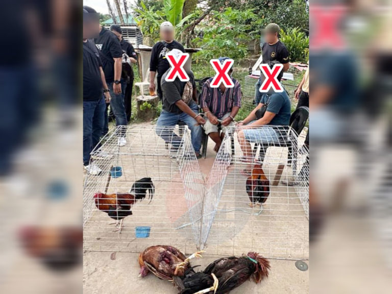 OPS Dadu: Aktiviti sabung ayam tumpas, tiga ditahan