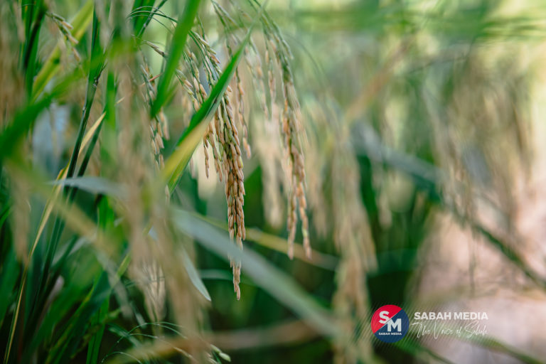 Sekuriti Makanan Negara: Di Manakah Silapnya Tindakan Kita