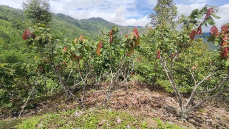 Ladang koko kelompok Kampung Lokos bawa sinar baharu kepada penduduk luar bandar