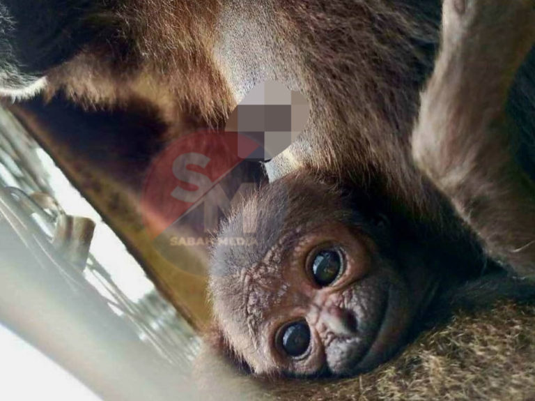 Newborn Gibbon in captivity marks historic moment