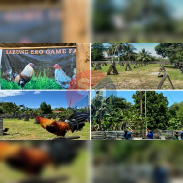 PGA Sabah tumpas sindiket ayam sabung dan rokok seludup bernilai lebih RM12 juta