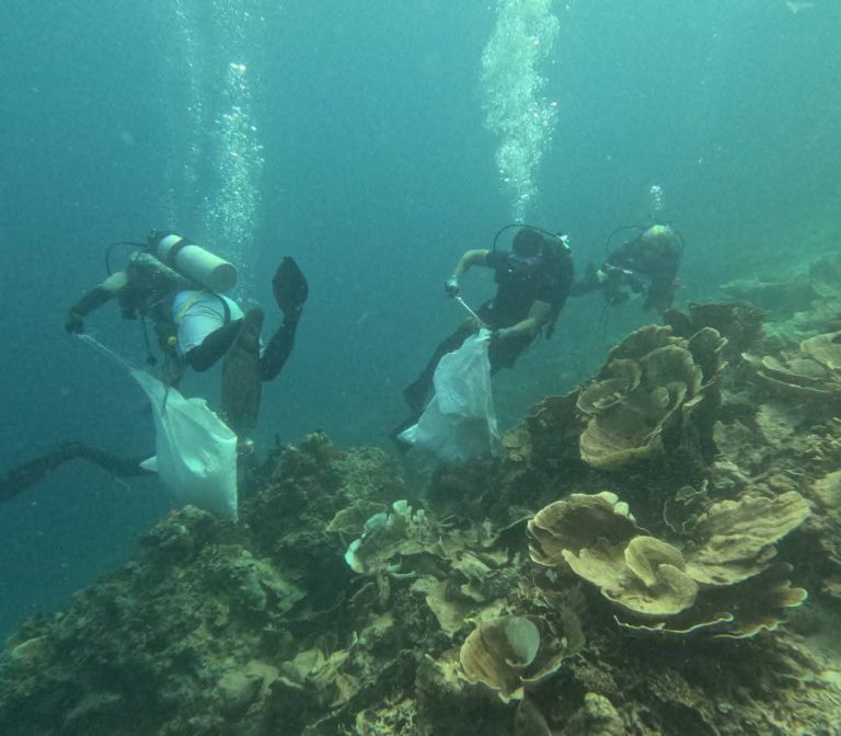 1,495 tapak sulaiman mahkota berduri dibersihkan di Teluk Darvel