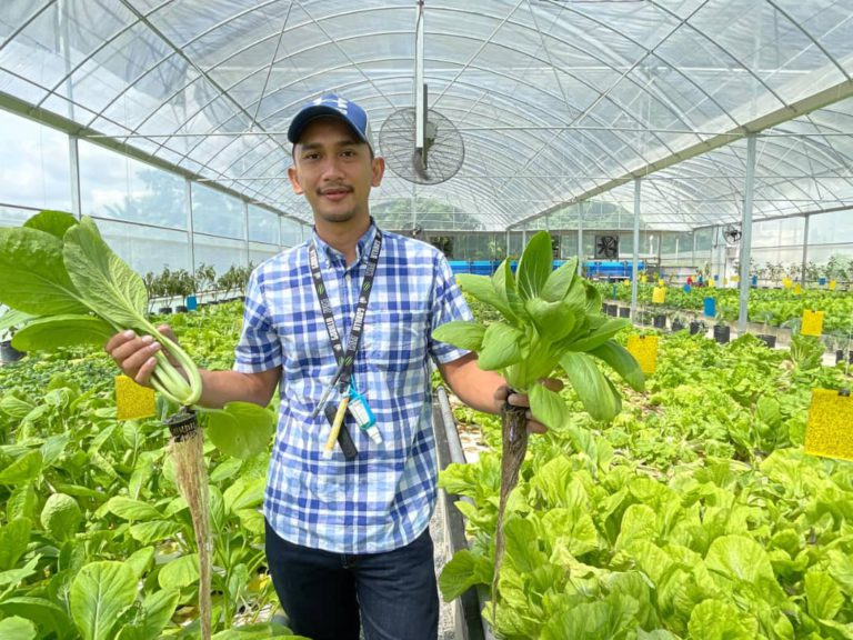 Farm Tokou boosts rural income and wages in Sabah