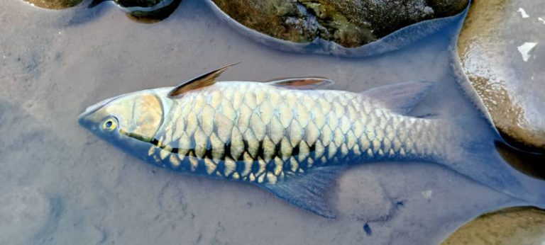 Larangan bawa masuk, keluar ikan pelian dari sungai terjejas di Kiulu