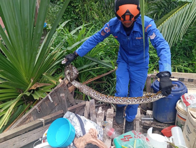 APM Sandakan tangkap ular sawa seberat 5kg