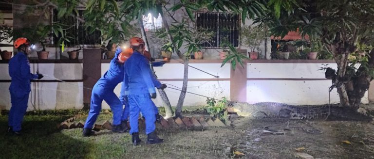 APM Sandakan berjaya tangkap buaya 200kg