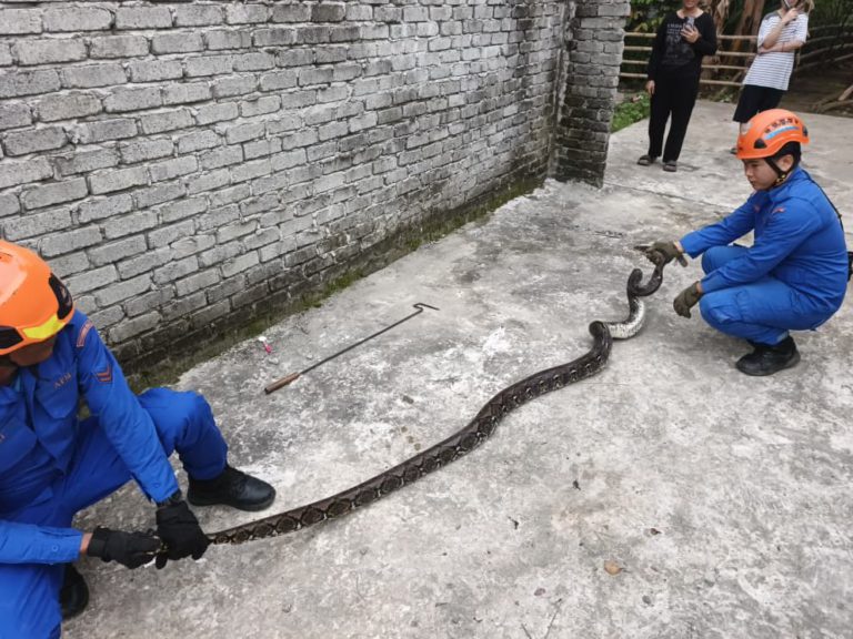 Lingkaran ular sawa batik disangka tali kejutkan penduduk