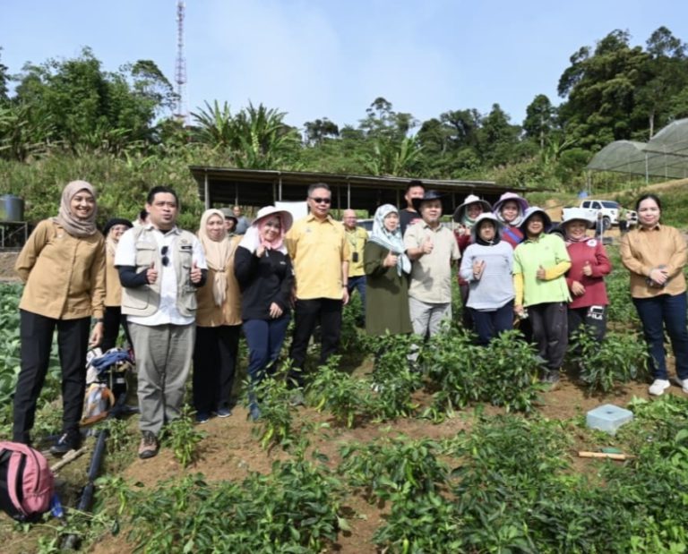 Ladang Sayur Bukit Layang-Layang jadi model pertanian berimpak tinggi — Jamawi