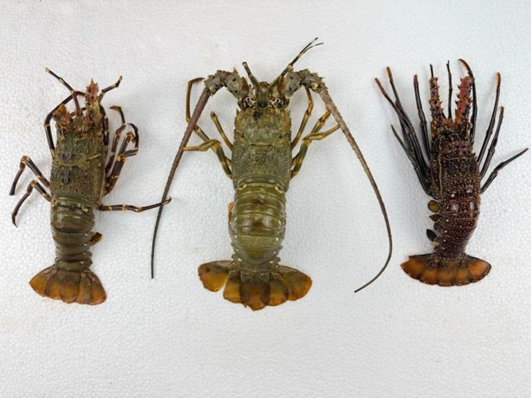 Penyelidik UMS rekod tiga spesies udang karang berduri baharu