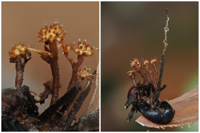 Saintis UMS temui spesies kulat ‘Bertanduk’ pertama di dunia