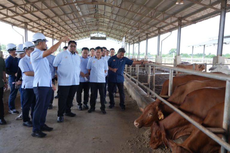 SKFP sedia penuhi permintaan lembu korban sempena Aidiladha