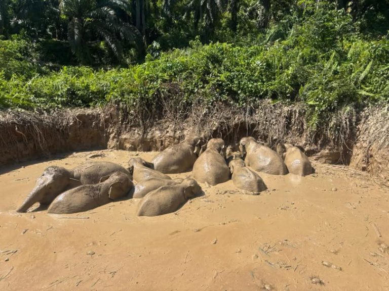 Insiden 11 gajah terperangkap jadi peringatan risiko kolam terbiar