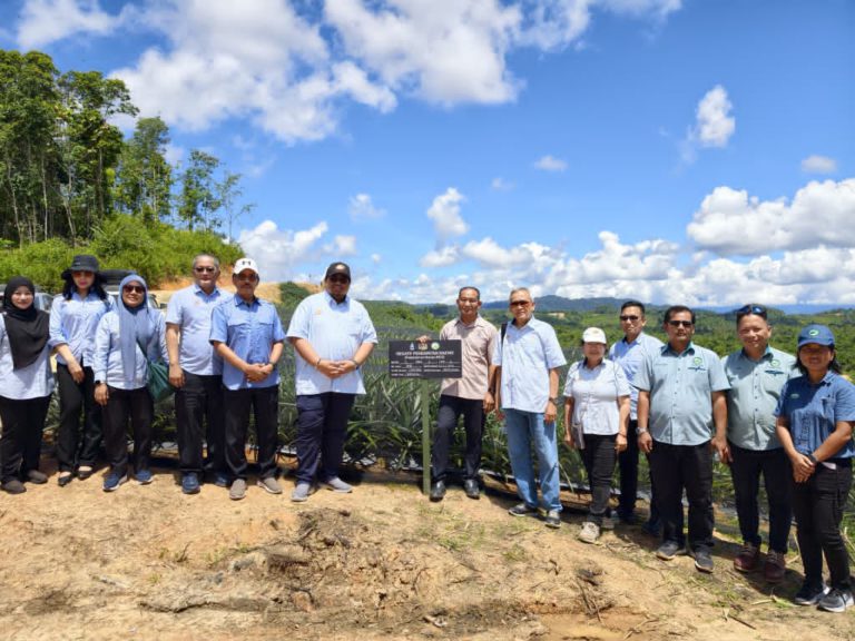 Sawit Kinabalu teroka potensi industri nanas MD2