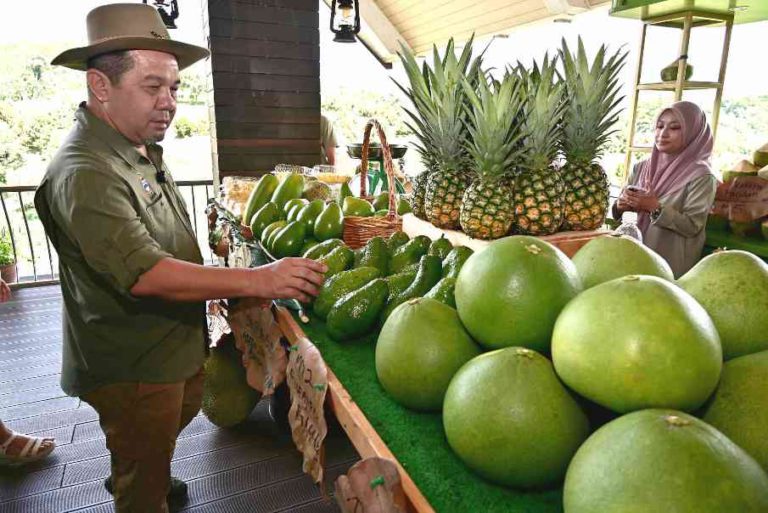 Sabah sasar 600 hektar tanaman avokado menjelang 2035