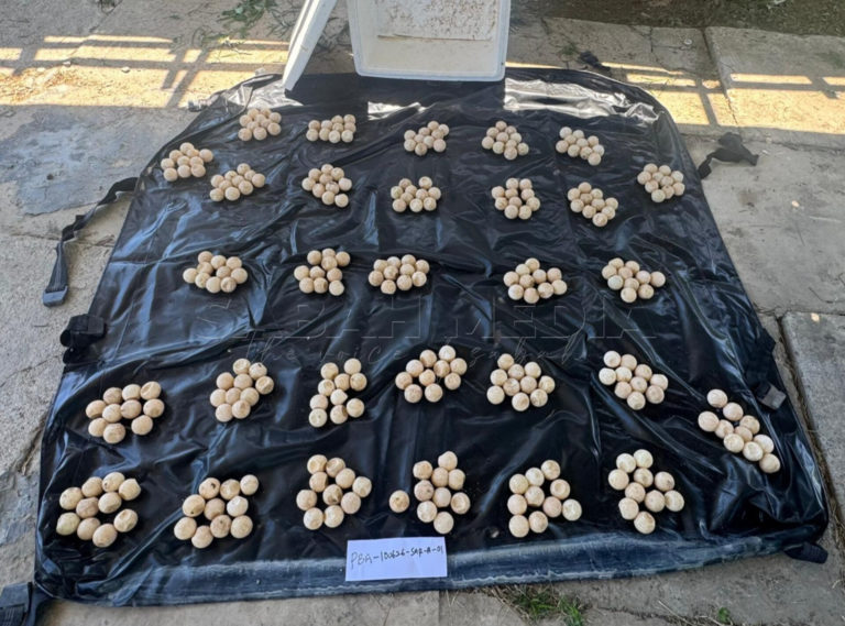 Telur penyu bernilai RM3,000 dirampas di Tuaran