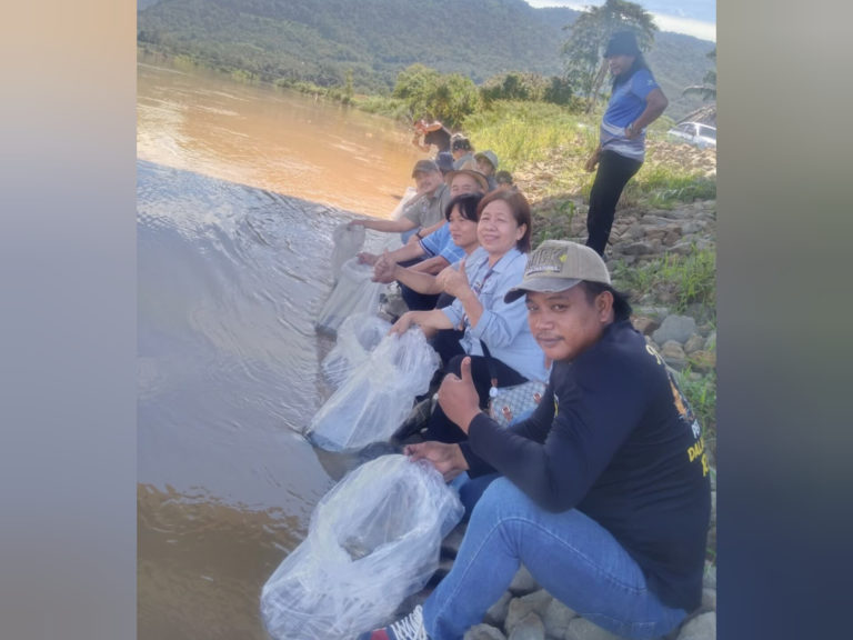 Benih siakap, udang galah dilepas di Sungai Padas