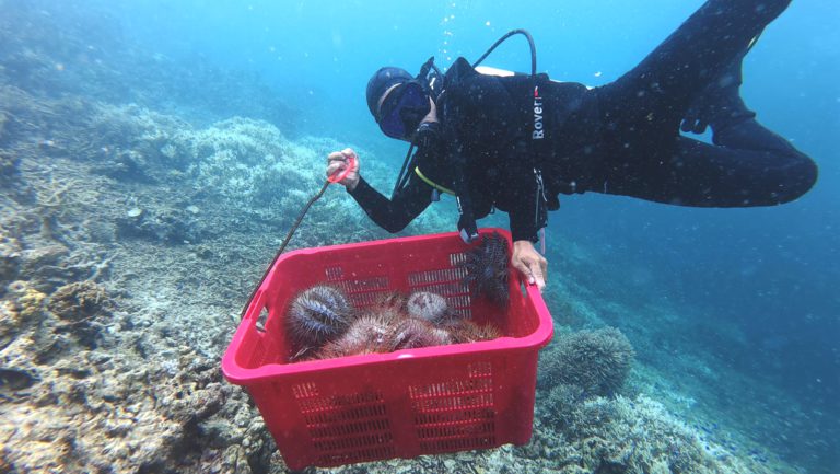 Lebih 1,300 Bintang Laut Mahkota Duri disingkir dari terumbu karang Semporna