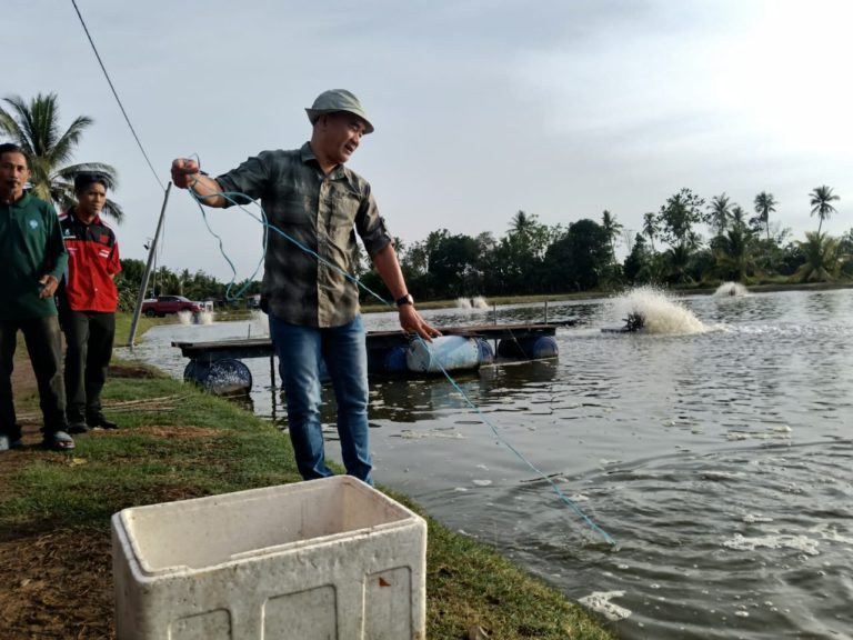 Beaufort disasar jadi hab pengeluaran udang di Sabah