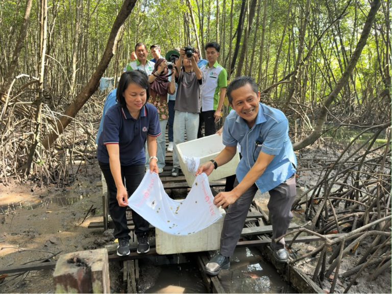 2,197 benih ketam bakau dilepaskan di Kota Kinabalu Wetland Ramsar Site