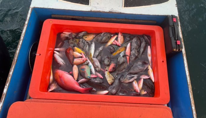 bom ikan