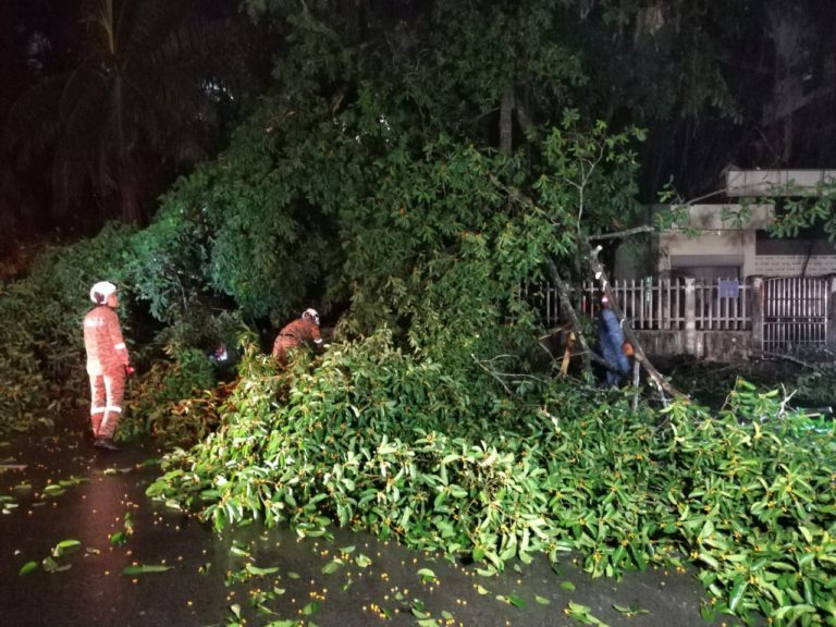 Pokok tumbang hempap dua kereta